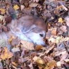 meadowsdp:Scout asleep in his nest of leaves.