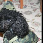eclloyd:Osiris (toy poodle), he was the top dog in the house while dad was deployed to Iraq. He commanded with a hairy paw and lots of licks.
