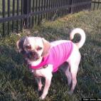 John Alexander Parker:Rescue puggle Gretchen of Baltimore/DC is modelling her favourite hoodie.