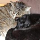 gusandleo:My two boys, who came with me from Syracuse NY to London UK. They always curl up together to sleep.