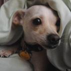 Nita Costello:My Chihuahua, Lacey, rescued me! I adopted her from a rescue group who rescued her from a high-kill shelter. With her under bite, from the right angle, she looks like she is smiling at me! Luv you, my chunky monkey!!