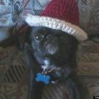islandtime73:Male Japanese Chin/Brussels Griffon. 2 years old.