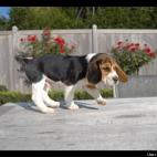 LaNuitJeMens:JFK, mon beagle américain, le jour de notre première rencontre.