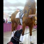 annamryan:He's not actually a pet, but a service dog, but here he is with a thoroughbred.