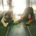 kook514:Teddy the Akita and Rosie Lou the Leonberger hold hands, as all good siblings do.