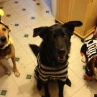 geekgrl21:Our three dogs, waiting for their Halloween treats!