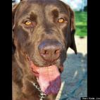 Katie Louise Sandberg:Our pack's 7 year old Chocolate Labrador Retriever named "Booger".
