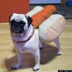 Katie Louise Sandberg:My pack's biggest lil' hotdog "Bella".
