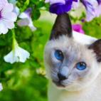 Germaris:Wonderful Blue Point Siamese, aged three and a half. Brings everyday Peace and Tenderness in our home...
