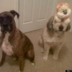 Denise Authier:They love to pose for the camera!