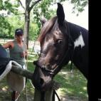 Marti91257:Shiloh at 3years old, learning to be saddled and bridled in the first steps towards learning how to carry a person on his back… he was less than enthusiastic!