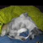 Dawn Hutcheson:My Teddy Bear is taking a nap in her electric blanket.