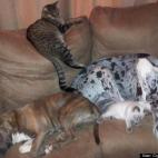 Crystal Reyerson:Who says cats and dogs cant love each other. :)