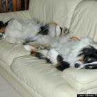 Michael Frederick Spratt:Sharing the sofa in their new home in New Zealand, Kiwi and Tui take an afternoon snooze.
