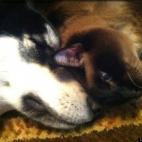 crhenning:Balthazar, our Husky and Romeo, our Siamese...brothers and best friends!