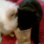 Diana Kretzschmar:Puppy & Cat sharing a Drink