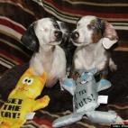 Whatyou gonnado:These guys are blind and deaf...but... they are very adoptable and make great pets.