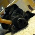 serenavonk:No Mom, I'm not too tired to chew my bone.