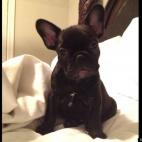 CDUB34C:Roxie. Our 2.5 month old Brindle French Bulldog. She is the sweetest puppy ever!