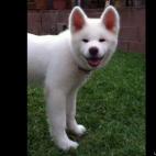 Mikereyes:My puppy Yukihime (Snow Princess) from Japan. She is a snuggler and loves to be kissed!