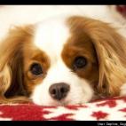 Daphne Segalas Sampson:This is Princess Fiona, my 3 year old Cavalier King Charles Spaniel. She ready for the winter season!