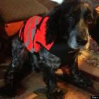 Shannon Kritz:Charlie is all ready for Michigan hunting season in his new orange vest!