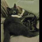 NadirMC:Cora and Lobito together, Lobito died from FIP a few months ago, Cora misses him lots!
