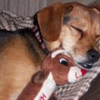 jg 28:Dasher, a two-year-old beagle-chihuahua mix, falls asleep watching Rudolph the Red-Nosed Reindeer while holding his Rudolph toy!