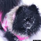 Dawn Delameter Ehlers:Pupperdoodles first snow.!!!