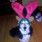 Lily P:Santa - Taking up a second career as Blitzen.