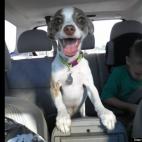 Greg Skinner:Cooper is our rescue puppy who LOVES riding in the car!!