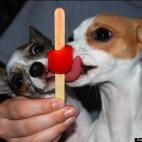 Fungi2bwith:Nico and Lily going absolutely crazy over this Popsicle.