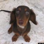 Alexandra Bengoa:I love dashies, here is one of mine. Cutest long haired dashchund ever!
