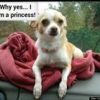 Candace Junkin:At 3 years old and just 3 pounds.. Kya the Chihuahua, with her sassy attitude, lets the world know, that regardless of her size, that she is in control of her castle!