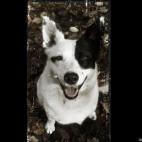 HelenZ883:Stella the brilliant Cattle Dog smiles with every activity!