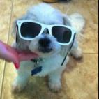 ads143:Toby is the COOLEST doggie on the block!