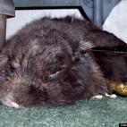 Larry Waters:If Earl was a Native American his name would be "Sleeps With Ear In Food Bowl" Earl is 92 bunny years old.