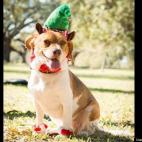 SarahMcIver:Miss Betty was a very scared abused puppy when she was rescued about a year and a half ago. Now her biggest worry is trying to figure out what holiday mischief she can get into with her friends, canine and human!