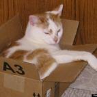 KYwaterdog:I Love My Box