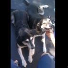 swolfie78:Our dog Tiger (right) was found as a stray near a highway, scared but friendly. Tiger has this happy grin every time he goes for a walk. He loves to make new friends and quickly wins over dogs and people alike. He is shown here with a ...