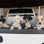 soonergirl8:These half English Pointer/half Labrador puppies are the cutest, craziest, most active dogs we've ever owned!
