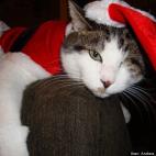 Andrea Dawson Ryan:Luke, our one-eyed cat, indulged us by tolerating the Santa suit for ten minutes.