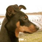 RA81:Messi the Min Pin taking a moment to think while relaxing at the salt marsh on Marine Park, Brooklyn, NY