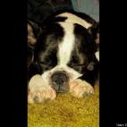 Casey L Karns:Karly, My Boston Terrier, All tuckered out.