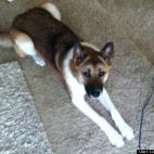 Lorraine Spencer:My Akita- Eve just wanting to go for a walk