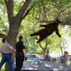 Una imagen llamativa durante el rescate de un oso de un árbol en una zona residencial. Las autoridades lo sedaron para atraparlo.