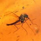 Díptero ("mosquito") en ámbar de 110 millones de años. Yacimiento Paleontológico de Rábago/El Soplao.
