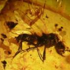 Díptero ("mosca") conservado en ámbar de 110 millones de años. Yacimiento Paleontológico de Rábago/El Soplao