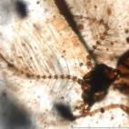 Díptero ("mosquito") conservado en ámbar de 110 millones de años. Yacimiento Paleontológico de Rábago/El Soplao.
