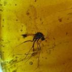 Mosquito nematócero incluido en ámbar de Rábago - El Soplao.